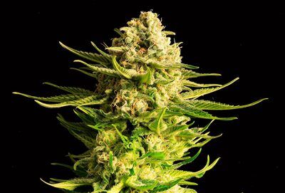 Indica Cream